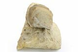 Ordovician Bivalve (Clionychia) Fossil - Wisconsin #224267-1